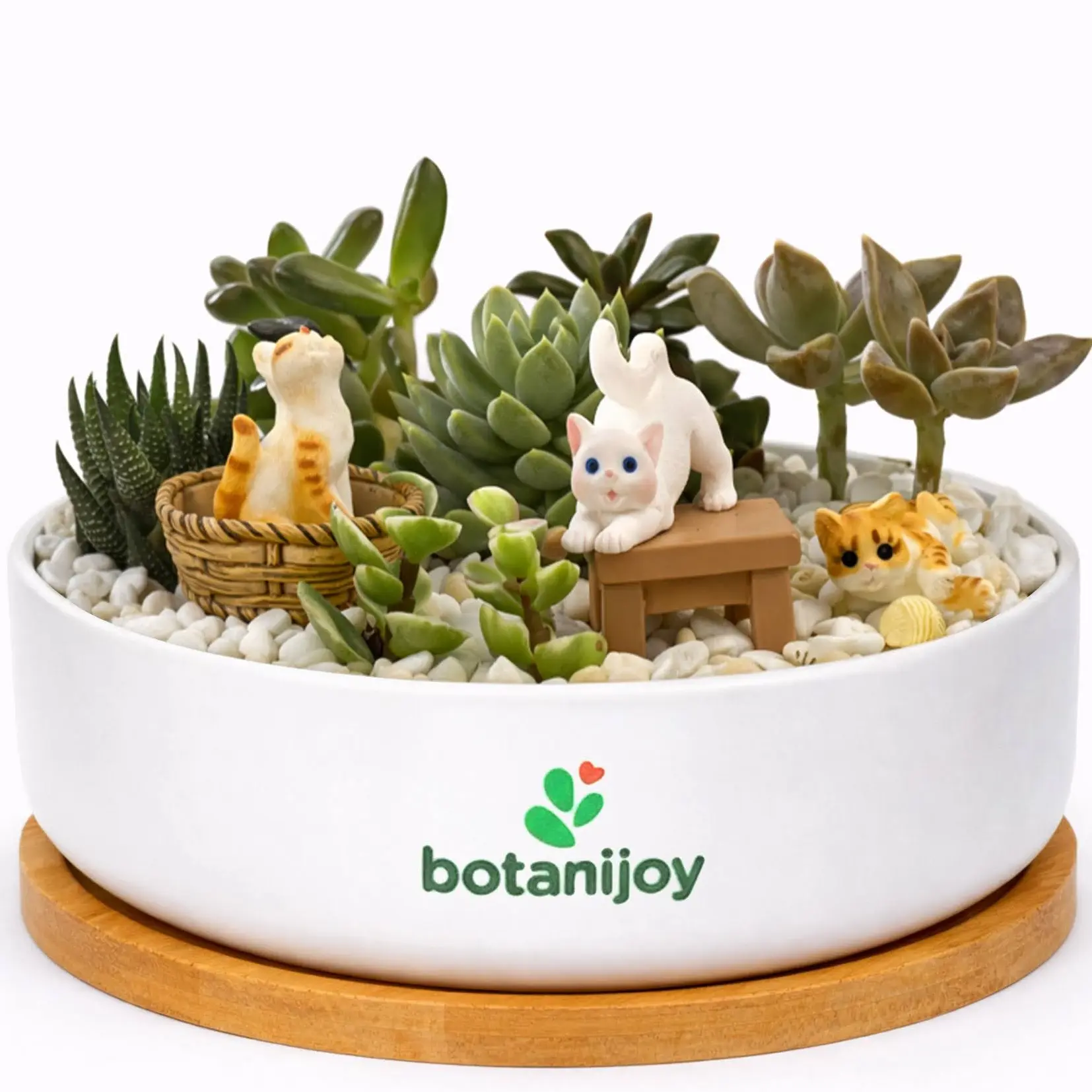 Botanijoy - Kitties’ Playdate Live Plant Succulent Kit - Indoor Home Decor for Plant Lovers, Garden Supplies