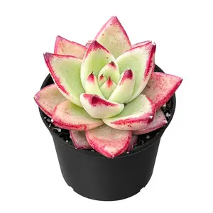 Live Succulent Plants 2in Rare Indoor Plants Ready to Repot Easy to Survive for Succulents Collectors Starters, Party Favor, Gift Idea, DIY Project, Partial Sun Less Water