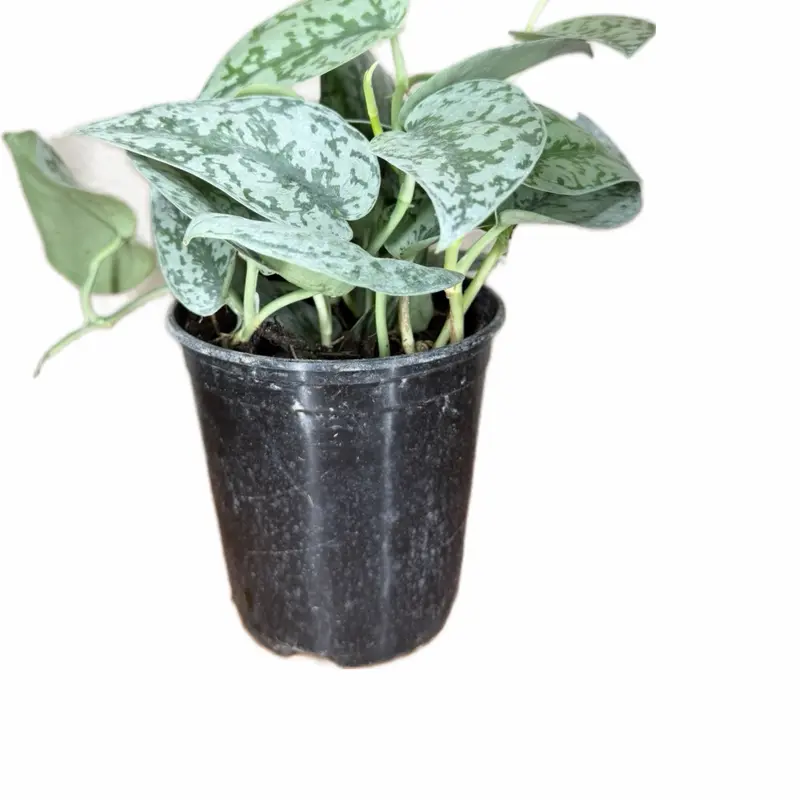Scindapsus Silver Lady Houseplant - 5 in Pot, Fast-Growing Easy-Care Low Light All Seasons Default Plant for Shelf Display, Hanging Planter Use & Beginner/Experienced Enthusiasts