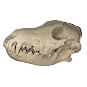 Wolf skull replica cruelty free Decor