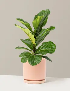 Fiddle Leaf Fig Bush