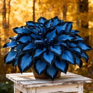 Perennial Shade Plant Hosta Seeds 800pcs USA-Made Non-GMO with Care Instructions Suitable for All Seasons Garden and Yard.