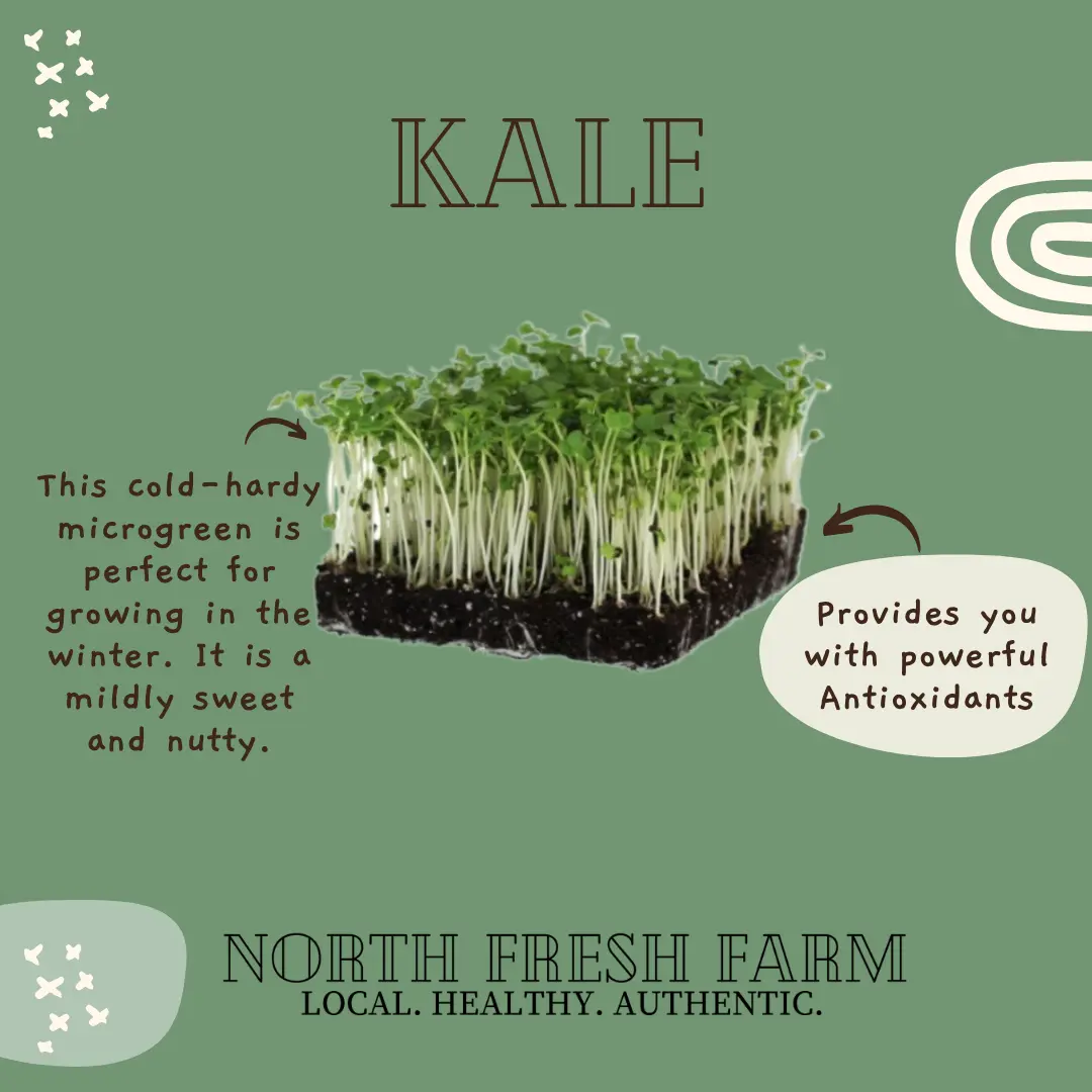 Kale Microgreens Seeds Kale Microgreens Seeds