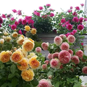Outdoor Garden Flower Seeds Combo – Climbing Hydrangea & Cold-Hardy Fragrant Rose, Random Colors