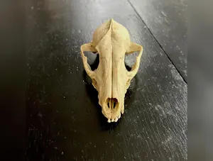 Raccoon Skull
