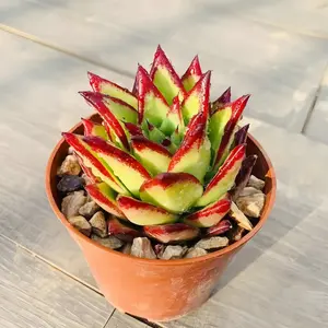 4 Inch Live Succulent, Black Red Edge Rosette, Fully Rooted Potted Plant for Home Decor (1pc)