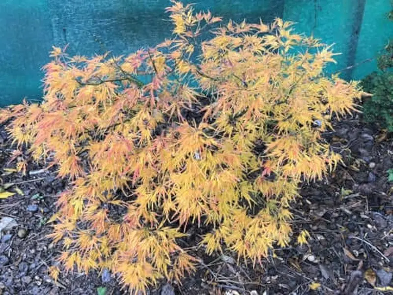 Acer palmatum 'Viridis' Weeping Dwarf Japanese Maple