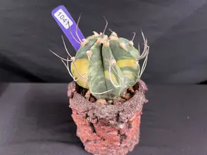 Astrophytum Capricorne Variegated Cactus Succulent - Small Potted Flower and Plant for Home Garden Decor, Potted Flowers And Plants
