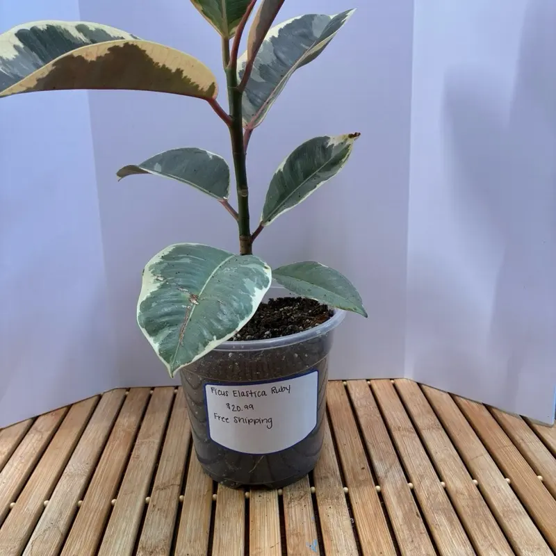 Live Ficus Elastica Ruby Indoor Plant - Compact 4" Pots, Partial Sun Tolerant, All Seasons Home Decor Live Plant for Home Garden