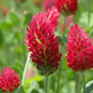 TomorrowSeeds - Crimson Clover Seeds -  Cold Hardy Garden Flower Italian Blood Red Clovers Winter Annual Cover Crop Seed NonGMO For 2024 Season