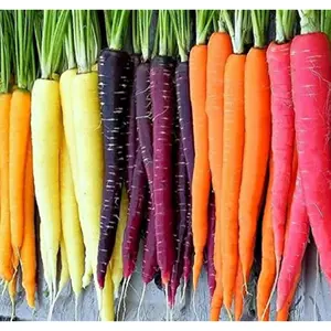 Rainbow Carrot Seeds for Planting  Packets 750 Seeds – Plant & Grow Rainbow Carrots in Home Outdoor Garden, Great Gardening Gift – 1 Packet