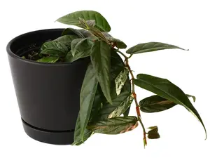 Variegated Ficus Sagittata 4" Potted Live Plant - Ficus sagittata - Trailing Rooting Fig - Creamy White Variegation - Easy Care Vining Plant - Exotic Groundcover - Unique Textured Foliage - Versatile Hanging Plant - Hardy Indoor Vine