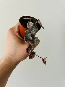Variegated String of Hearts - Ceropegia Woodii 'Variegated' - 2" Pot