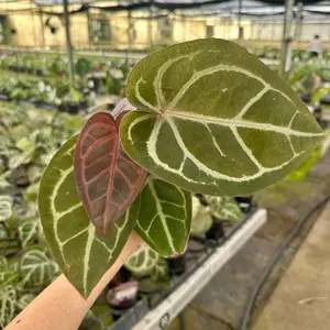 4” Anthurium Red Crystallinum x SKG Silver