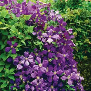 Clematis Jackmanii  ( 2.5' POT) Large-flowered Vine