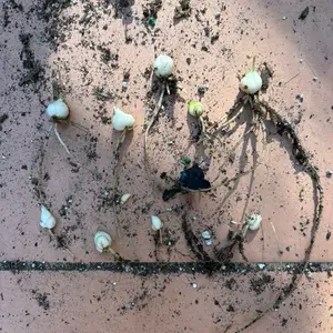 rooted ASIATIC LILY