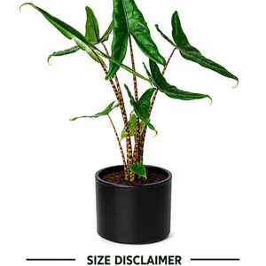 Alocasia Tigrina | Plug Starter Plant | Rare Elephant Ear Aroid