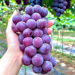 30 Purple Grape Seeds – Sweet Juicy Table Grapes for Home Vineyard & Garden