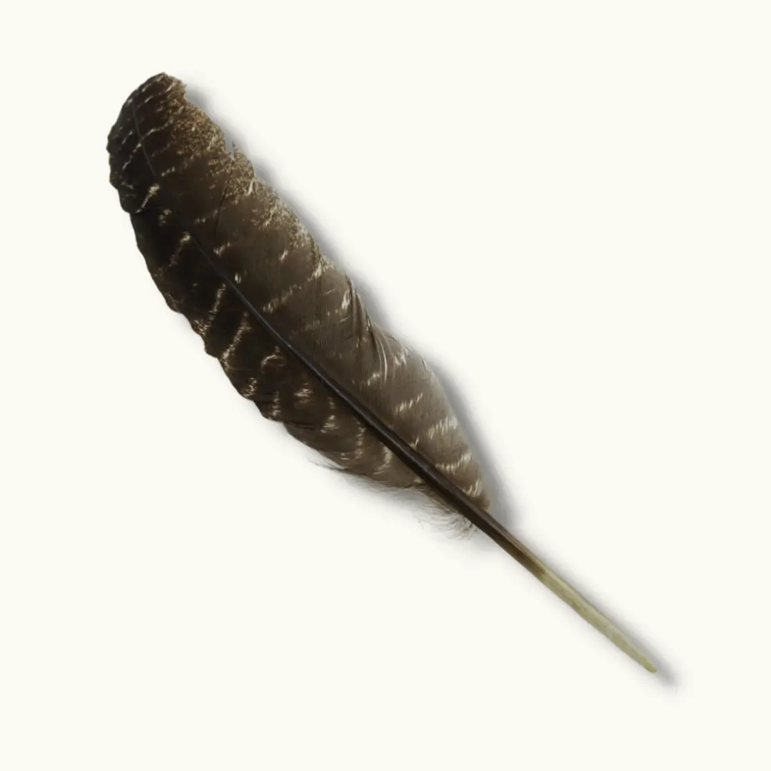 Turkey Feather Turkey Feather