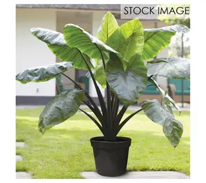 Van Zyverden Goth Patio Gardening Elephant EarBlack Stem Kit