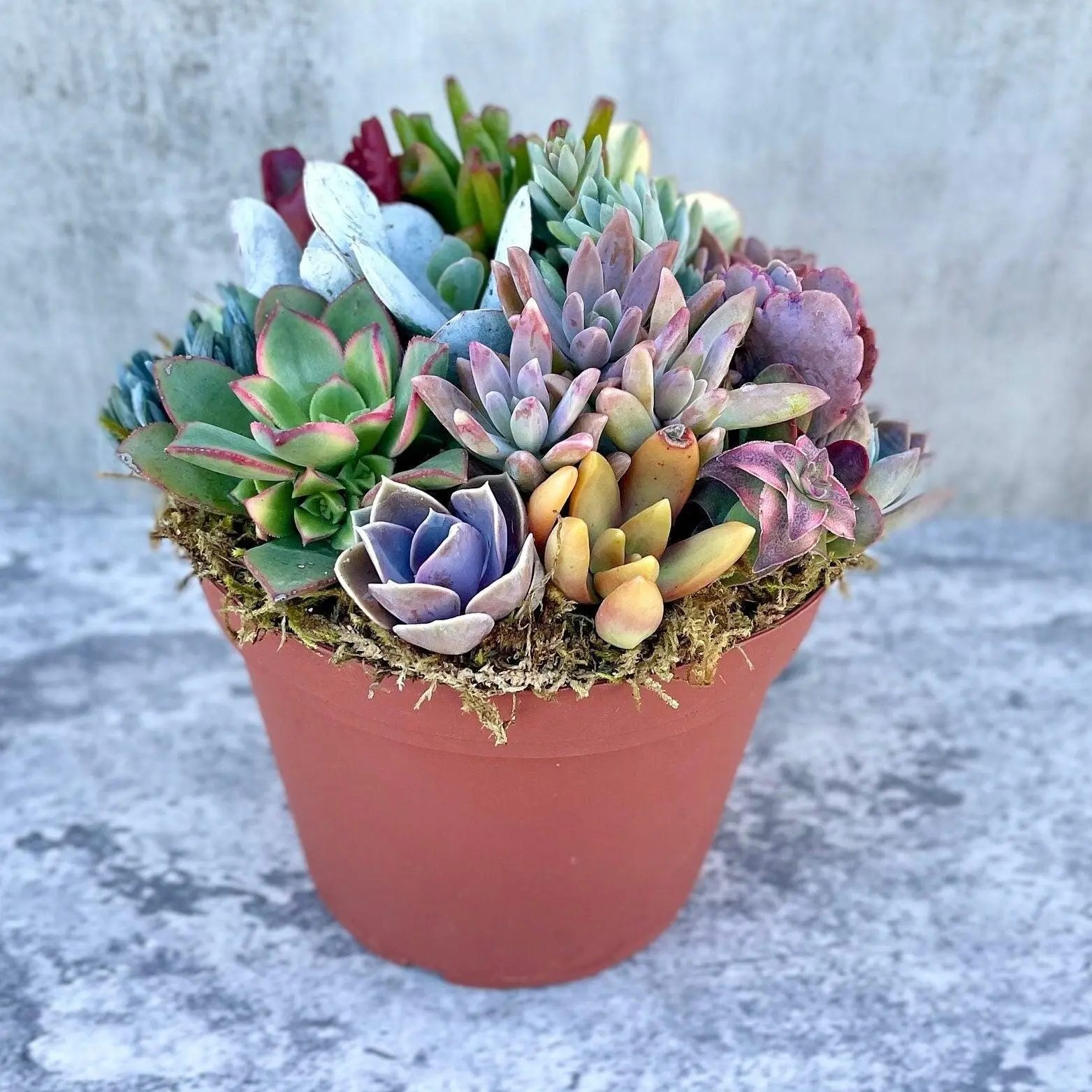 Pixie Paradise - Live 6” Succulent Arrangement