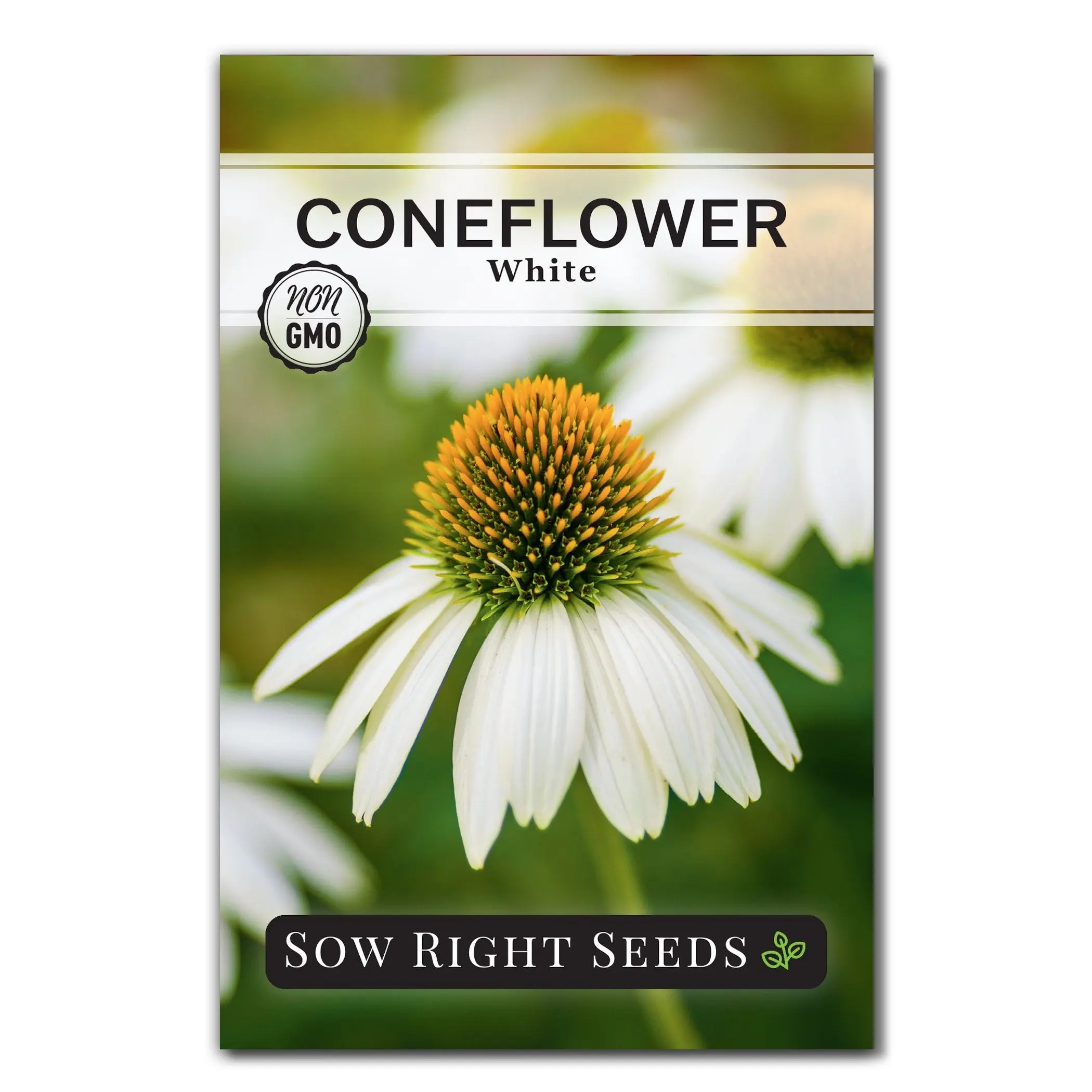White Coneflower Seeds