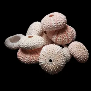Light Pink Sea Urchin Shell Decor Ornaments Plant 1.5 To 2 Inches Natural Color Air Plant Holder For Beach Or Ocean Themed Home Decor