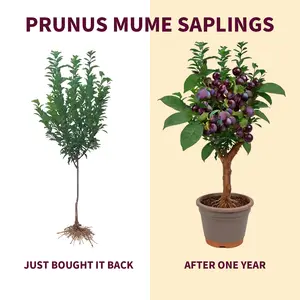 Plum Tree Seedling – Sweet Fruit, Easy to Grow & Beginner-Friendly