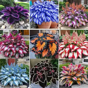 800+ Mixed Color Hosta Seeds | Shade-Loving Perennials with Stunning Foliage | Easy to Grow, Low Maintenance & Perfect for Pots or Garden Beds | Year-Round Beauty for Any Space