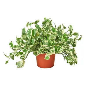 212 MAIN 6 in. Pothos Njoy Nursery Pot - Live Indoor Tropical House Plant for Home Decor, Dropship Option, Indoor Plant, Live Plants