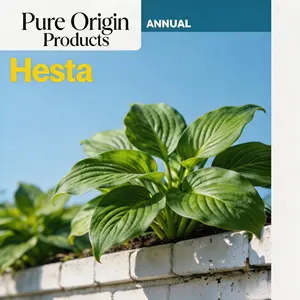 Pure Origin Products Hosta Seeds Perennial Shade Plant for Garden and Yard Non-GMO USA Made with Instructions for Easy Care and Versatile Growth summervibes