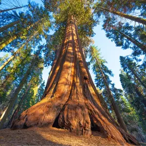 Redwood Sequoia Tree Seeds - 40 Seeds - Made in USA
