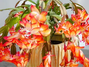 Orange Christmas Cactus Live Plant for Planting, Holiday Cactus Flowers Crab Cactus Plant in 3 Inch Pot