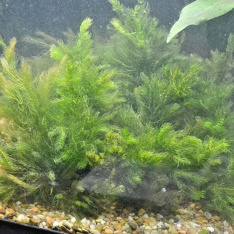 BUY 2 Get 1 FREE | Hornwort (Coontail) Live Fish Tank Plants Aquarium Plant