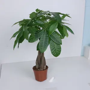 LZ01   Money Tree Live Plant | Decorative Indoor Greenery in Nursery Pot for Home & Office