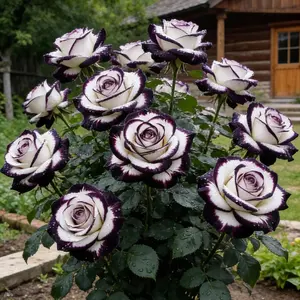 Mix Rose Seeds  Flower Rose Seedsfor Planting Outdoors, Mix Colorful FlowerRose Plant Seeds Garden great gardeninggift