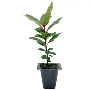 Strawberry Tree | Live Sapling in 2.5 Inch Nursery Cube | Arbutus Unedo