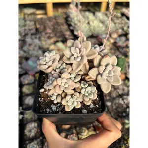 Graptopetalum Ellen - April Farm/Rare Succulents