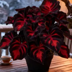 Hosta Seeds 800 Perennial Plant with Deep Structured Foliage for Borders Shade-Loving Low-Maintenance Garden & Landscape Plant Adding Texture Layered Leaves