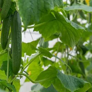 Long Green Improved Cucumber Seeds Organic (Cucumis sativus) Organic slicing cucumber with crisp, dark green fruits. Vigorous vines and high yields. Ideal for fresh eating.