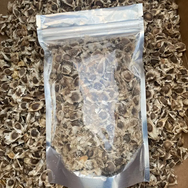 Moringa Seeds Fruit
