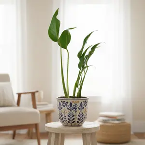 Monstera Burle Marx Flame