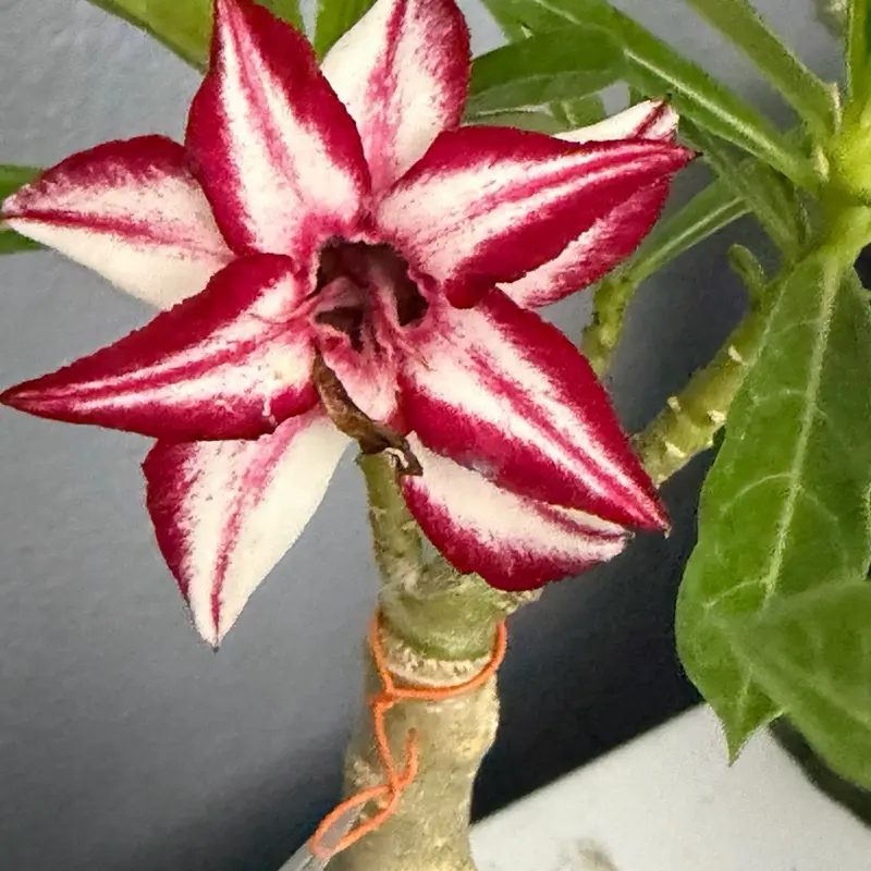 12 Live Plants 1.5 to 3" Desert Rose Seedlings in Assorted Colors -