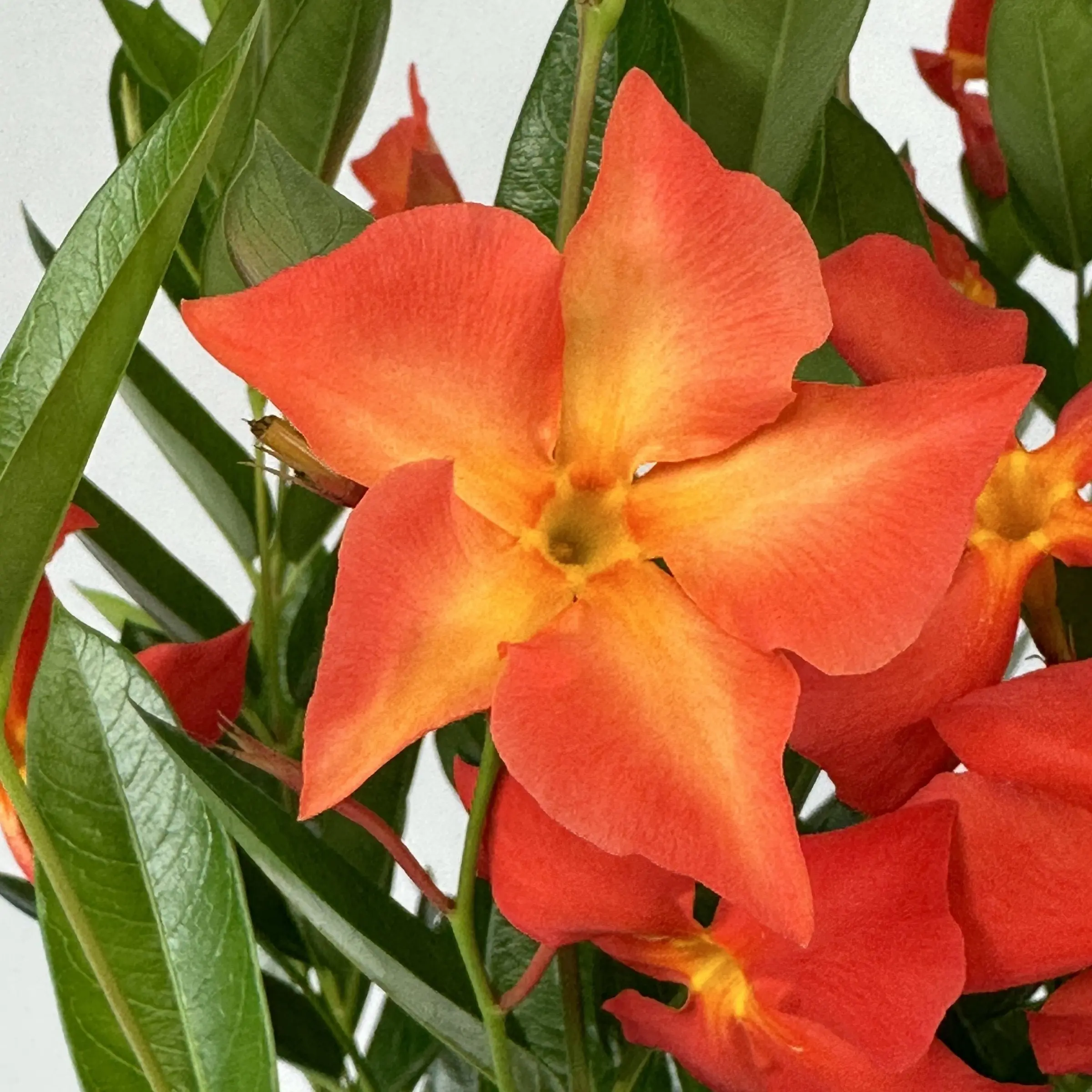 Mandevilla Sun Parasol® Firedup Orange Plant - 4" Pot, Porch-Friendly, Attracts Butterflies, Bold Focal Point, Easy to Maintain, Fast-Growing, Outdoor, Full Sun, Season-Long Tropical Color