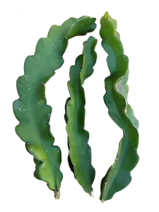 Certified‑Organic Halley’s Comet Dragon Fruit Cutting