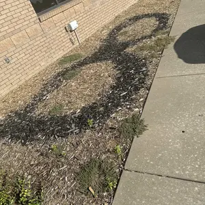 Grampa's Weeder - The Original Stand Up Weed Puller Tool with Long Handle - Made with Real Bamboo & 4-Claw Steel Head Design - Easily Remove Weeds Without Bending, Pulling, or Kneeling