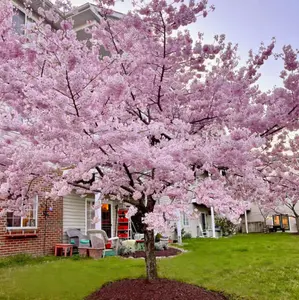 Yoshino Flowering Cherry Tree - Live Plant - 8-12" Tall Seedling - 2.5" Pot - Ships Potted - No Ship To AK, HI & P.R.