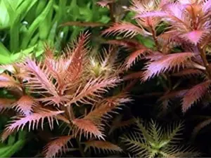 BUY 2 GET 1 FREE Mermaid Weed (Proserpinaca Palustris)-Easy Live Aquarium Pond Aquatic Plant