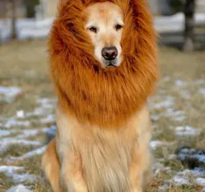 Brown Synthetic Fiber Lion Mane Dog Costume for Large Dogs, Golden Retrievers