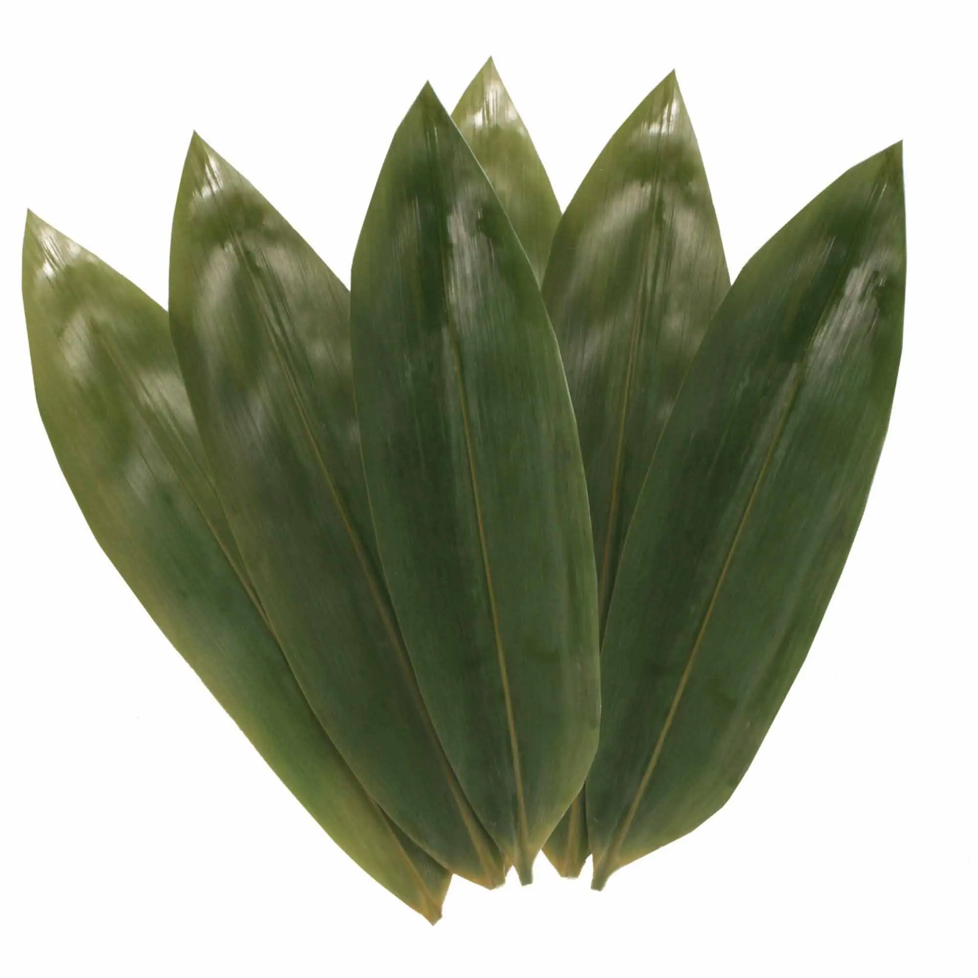 Bamboo Leaves